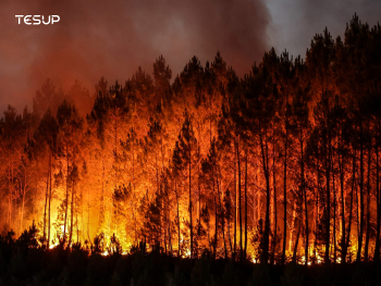 Planeetta Liekeissä: Miksi Metsäpalot Ovat Hälytysmerkki Uusiutuvan Energian Puolesta