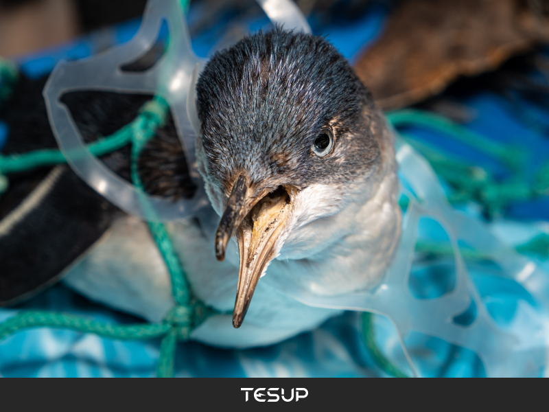 Renewable Energy: A Powerful Tool for Reducing Plastic Consumption