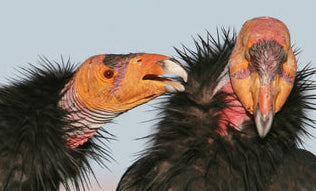 How are Birds affected by wind turbines?