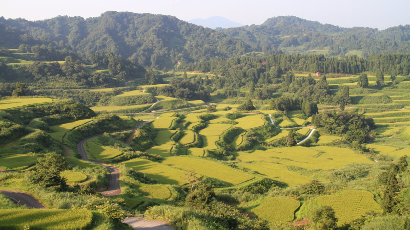 De rijstterrassen van Hoshitoge in Tokamachi, prefectuur Niigata, in de zomer