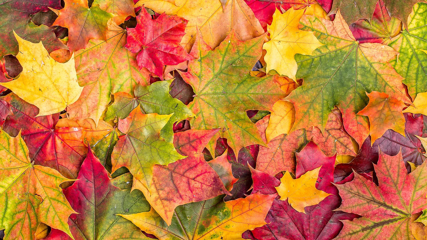 Falso Autunno