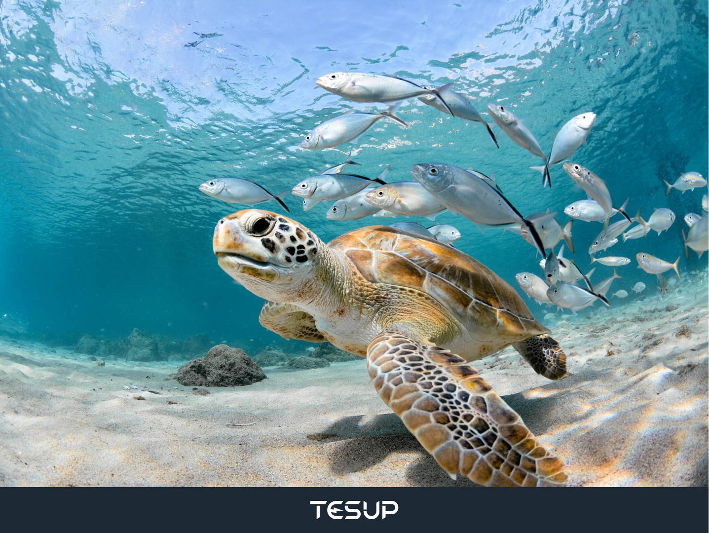 Dive into the Deep Blue Fun: Celebrating World Oceans Day!