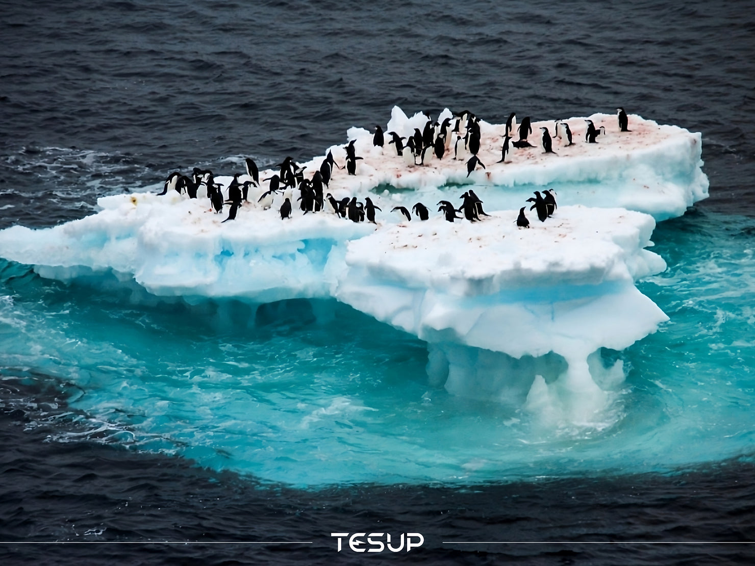 An Undeniable Reality: Polar Disparity and Climate Crisis